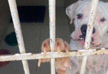 Cães em situação de maus-tratos cujo sangue era vendido são resgatados