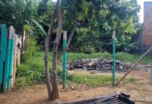 Uberaba: dois cães são queimados vivos por homem que está foragido