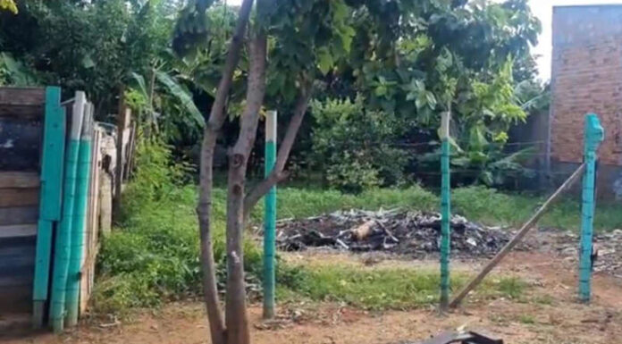 Uberaba: dois cães são queimados vivos por homem que está foragido