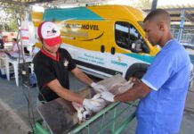 Prefeitura de Itabira realiza segunda etapa do mutirão de castração de animais com mais de 200 atendimentos