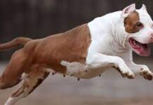 Mãe e filha são atacadas em casa por pitbull de vizinho