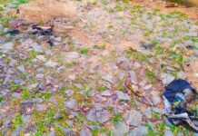 Homem ateia fogo na mulher, impede socorro e se mata, em Cataguases