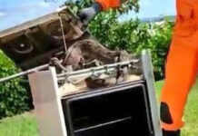 Cobra de 2 metros é encontrada dentro de fogão em casa de Belo Horizonte