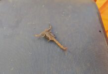 Socorristas alertam para a aparição de escorpiões