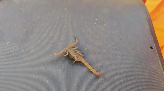 Socorristas alertam para a aparição de escorpiões