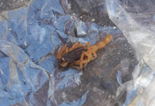 Mulher é picada por escorpião que estava escondido em fronha de travesseiro