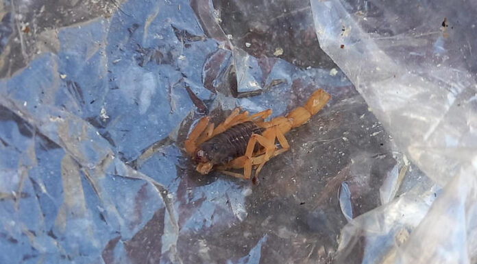 Mulher é picada por escorpião que estava escondido em fronha de travesseiro