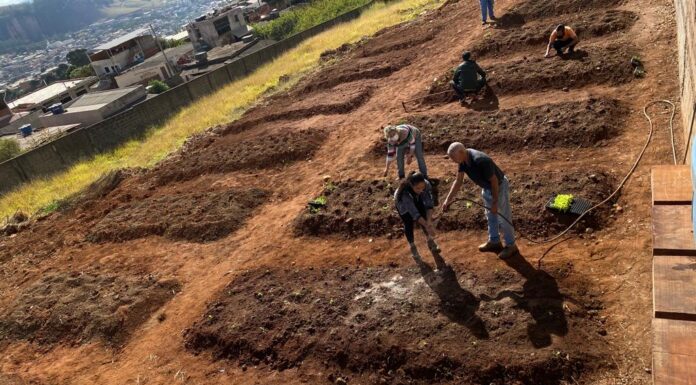 Escola Municipal Cicinha Moura inicia plantio de mudas em horta comunitária