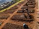 Escola Municipal Cicinha Moura inicia plantio de mudas em horta comunitária