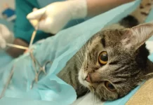 Prefeitura de João Monlevade abre credenciamento de empresas para prestar serviço de castração