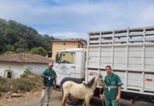 Prefeitura de João Monlevade adota ação inédita para recolher animais de grande porte das ruas
