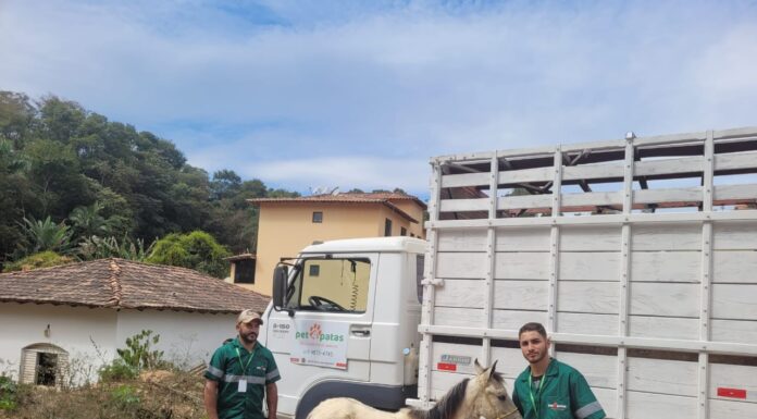 Prefeitura de João Monlevade adota ação inédita para recolher animais de grande porte das ruas