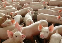 Trabalhador recebe injeção de porcos acidentalmente e será indenizado