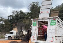 Primeiros animais de grande porte são recolhidos das ruas de João Monlevade