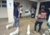 Vacinação de cães e gatos contra a raiva continua neste sábado em João Monlevade