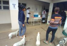 Vacinação de cães e gatos contra a raiva continua neste sábado em João Monlevade