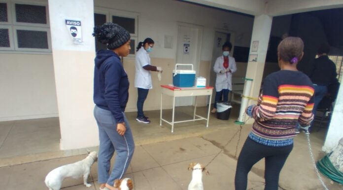 Vacinação de cães e gatos contra a raiva continua neste sábado em João Monlevade