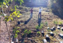 Dia da Árvore é comemorado com plantio de mudas, curso e blitz educativa