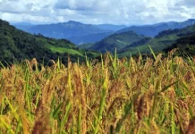 Economistas: pressão da demanda puxa queda no preço dos alimentos