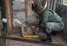 Identificado idoso filmado ao fazer sexo com galinha em Timóteo