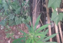 Polícia encontra pé de maconha no bairro Vila Tanque