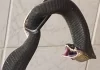 Cobra com mais de um metro entra em casa e assusta moradores