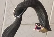 Cobra com mais de um metro entra em casa e assusta moradores