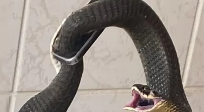 Cobra com mais de um metro entra em casa e assusta moradores